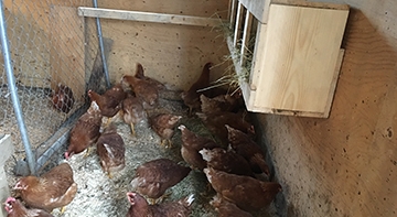 the brood of hens